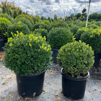 Planters for Topiary Trees: How to Choose the Perfect Pots for Style, Growth & Longevity – TopiaryTree.net
