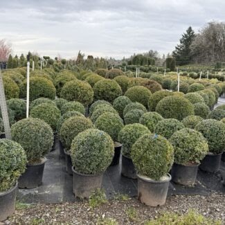 How to Choose the Right Live Boxwood Topiary Plant: Ball, Spiral, Cone & Poodle Shapes Explained