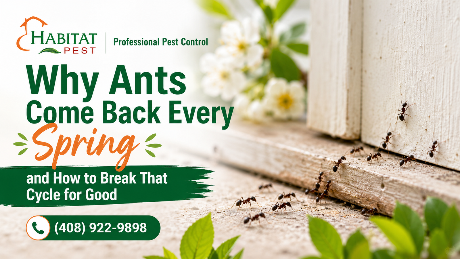 Why Ants Come Back Every Spring and How to Break That Cycle for Good | Habitat Pest