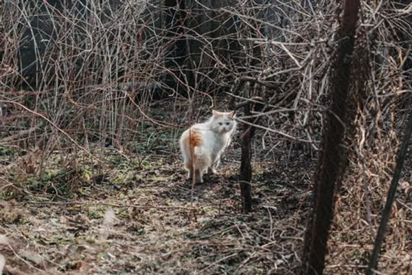 Lost Cat Kit vs Missing Pet Alert Apps: What Works Best