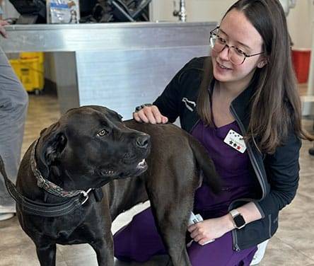 How Emergency Veterinary Teams Respond to Life-Threatening Situations? – @latestfeed on Tumblr